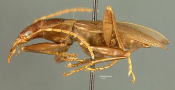 Media type: image;   Entomology 19515 Aspect: habitus lateral view